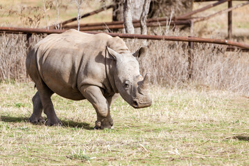 Naklejka premium Fossil Rim Wildlife Center, a wildlife park in Somervell County, Texas, USA.