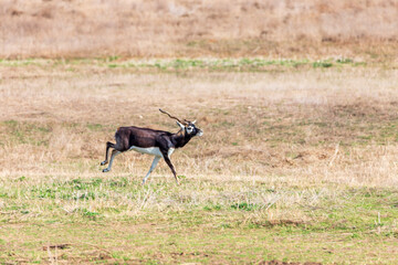 Fossil Rim Wildlife Center, a wildlife park in Somervell County, Texas, USA.