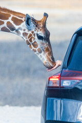 Fossil Rim Wildlife Center, a wildlife park in Somervell County, Texas, USA.