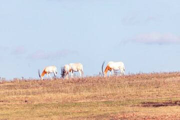 Fossil Rim Wildlife Center, a wildlife park in Somervell County, Texas, USA.