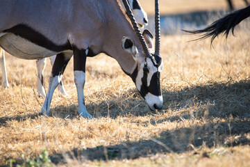 The gemsbok is the largest and best known of the four species of oryx, or straight-horned antelope. Although they are sometimes referred to simply as the African Oryx, Gemsbok are not the only oryx in