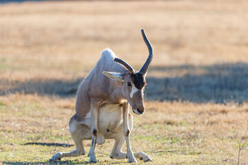 The gemsbok is the largest and best known of the four species of oryx, or straight-horned antelope. Although they are sometimes referred to simply as the African Oryx, Gemsbok are not the only oryx in