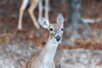 Fossil Rim Wildlife Center, a wildlife park in Somervell County, Texas, USA.