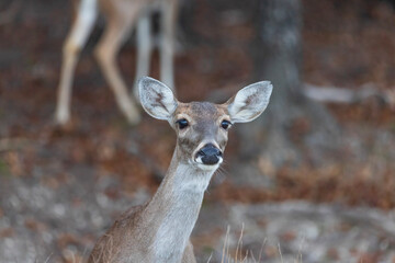 Fossil Rim Wildlife Center, a wildlife park in Somervell County, Texas, USA.