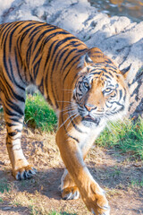 Obraz premium A tiger was captured at the Fort Worth Zoo in Texas.