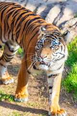 Fototapeta premium A tiger was captured at the Fort Worth Zoo in Texas.
