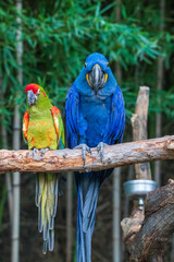 Macaw captured in zoo

