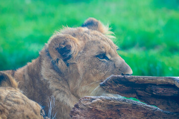 A breathtaking capture of the lion at the Fort Worth Zoo, Texas, USA