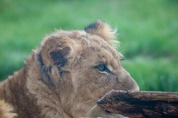 A breathtaking capture of the lion at the Fort Worth Zoo, Texas, USA