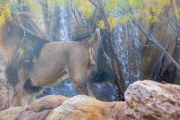 A breathtaking capture of the lion at the Fort Worth Zoo, Texas, USA