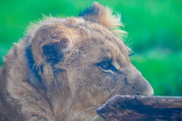 A breathtaking capture of the lion at the Fort Worth Zoo, Texas, USA