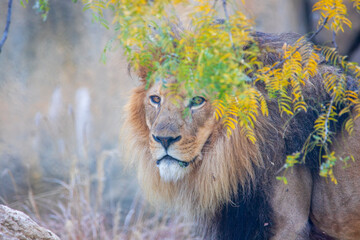 A breathtaking capture of the lion at the Fort Worth Zoo, Texas, USA
