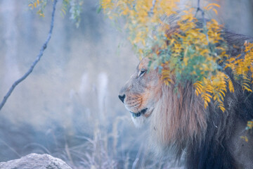 A breathtaking capture of the lion at the Fort Worth Zoo, Texas, USA