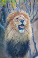 A breathtaking capture of the lion at the Fort Worth Zoo, Texas, USA