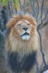 A breathtaking capture of the lion at the Fort Worth Zoo, Texas, USA