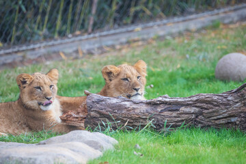 A breathtaking capture of the lion at the Fort Worth Zoo, Texas, USA