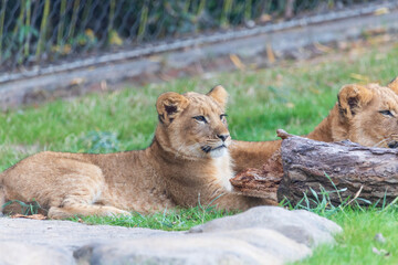 A breathtaking capture of the lion at the Fort Worth Zoo, Texas, USA
