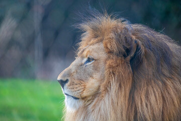 A breathtaking capture of the lion at the Fort Worth Zoo, Texas, USA