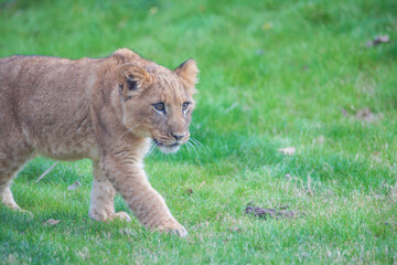 A breathtaking capture of the lion at the Fort Worth Zoo, Texas, USA