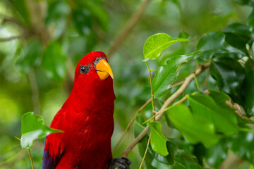 Red Lory in Singapore bird park 