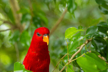 Red Lory in Singapore bird park 