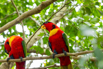 Black Lored Lory in Singapore bird park 