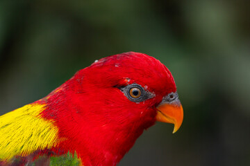 Black Lored Lory in Singapore bird park 