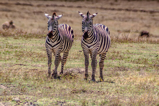 zebre