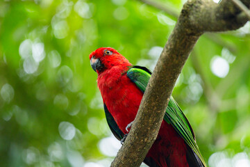 Red Lory in Singapore bird park 