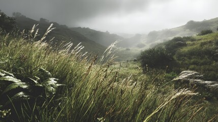 Misty Landscape with Tall Grasses and Hills.