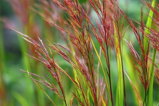 Late Summer Shenandoah Grass: Vibrant Green and Red Clump Heads in a Garden Setting