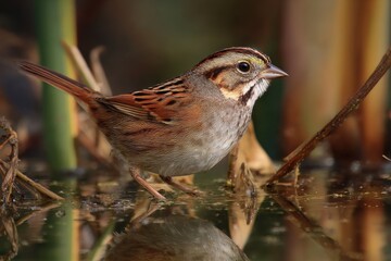 Fototapeta premium Swamp Sparrow: A Charming Bird Among Water's Edge, Embracing Nature by Lake and Grasslands