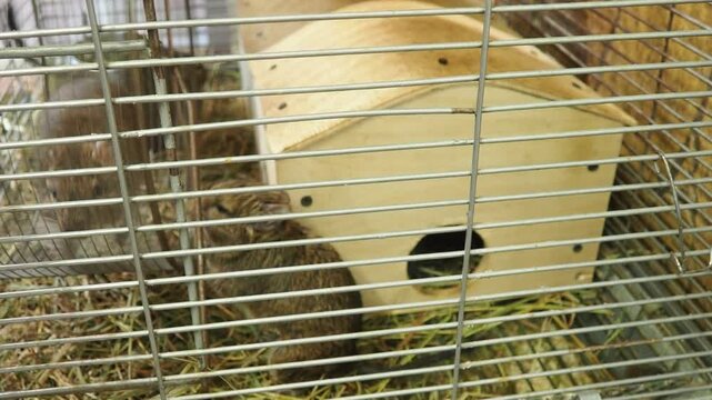 The degu, or Chilean squirrel Octodon degus, is a South American rodent of the octodont family, endemic to Chile. In captivity, the animal is kept in a cage, runs on a wheel, and stops and watches.