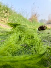green aquatic plants soft focus, vibrant green algae clinging rough, natural beauty environment focus. moss covered vibrant interplay colors organic patterns background