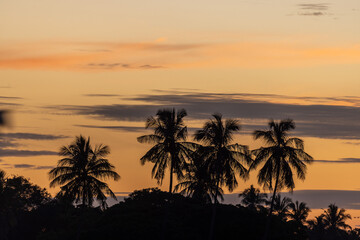 Obraz premium Palm Tree Silhouettes at Dusk in Sri Lanka