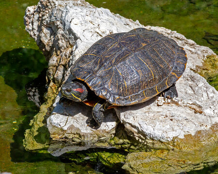 Turtle sunbathing on a rock in a pond
