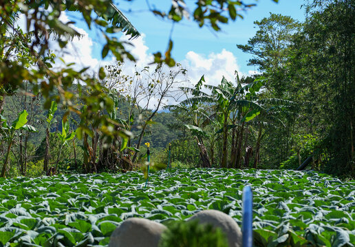 Cabbage Farm Field with Banana Trees in Sagada