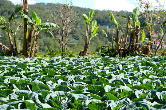 Cabbage Farm Field with Banana Trees in Sagada