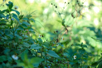 Obraz premium Spanish Needles (Bidens) Wildflower Growing in Nature