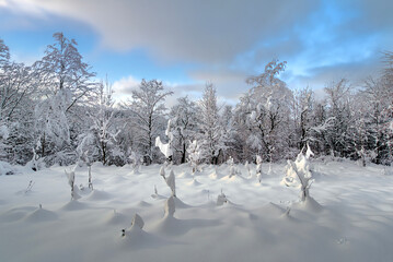 snow covered trees