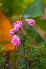 Close up of pink rose on rose bush