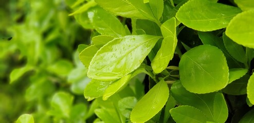 봄날 싱그러운 자연, 연두색 잎사귀 식물 배경