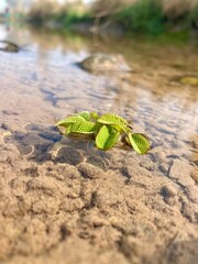 green leaves gracefully floating atop a transparent flowing river, creating a soothing natural ambiance. plant thriving in a tranquil stream of water
