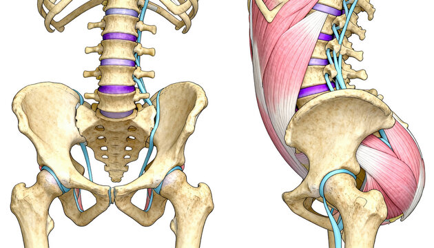 Colorful detailed drawing of the pelvis and spine comparing neutral versus hyperlordotic postures featuring sidebyside lateral views with clear anatomical segmentation on crisp