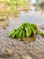 green leaves gracefully floating atop a transparent flowing river, creating a soothing natural ambiance. plant thriving in a tranquil stream of water