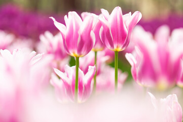 Fototapeta premium チューリップ花壇の眺め