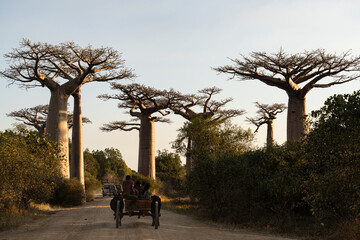 ox cart moving along alley of baobab trees