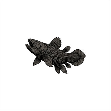 coelacanth fish hand drawn illustration artwork
