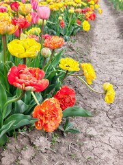 Sprintime tulip field. Floral background.