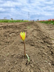 Sprintime tulip field. Floral background.